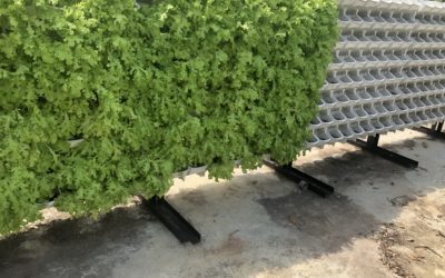 En Malaisie, un ‘mall’ composte sur place!